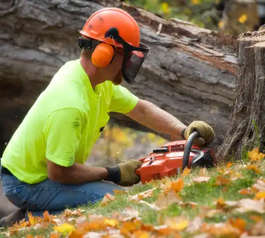 tree services San Ildefonso Pueblo